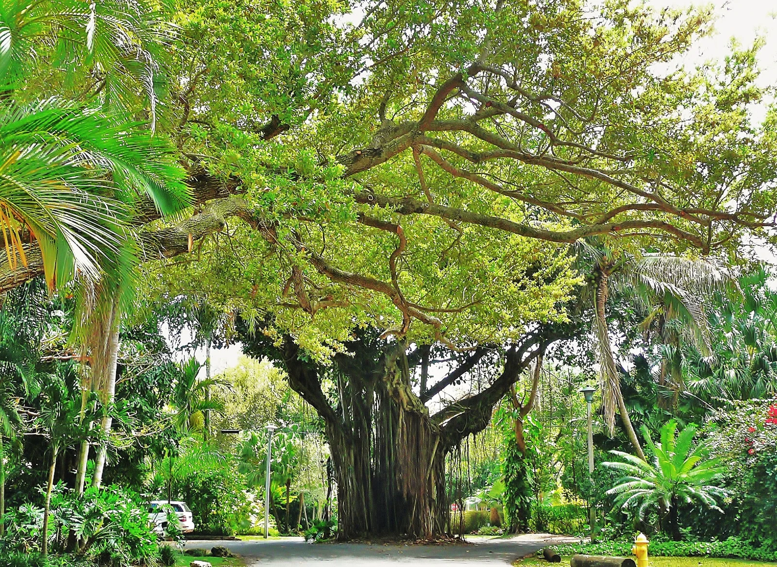 A broad banyan tree shades a leafy residential street in Coconut Grove, Miami